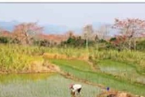 黎族人是怎样水田耕作的，有何民族特点 菊江历史网