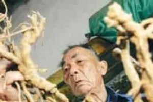 黎族医生治疗疾病一般都用什么传统方法 菊江历史网