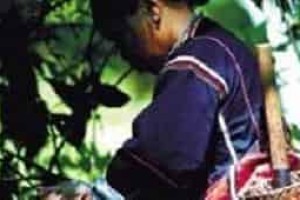 在黎族医药学中都有哪些健康理论呢 菊江历史网