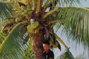 黎族与吃有关的食物是什么，又有何历史由来 菊江历史网