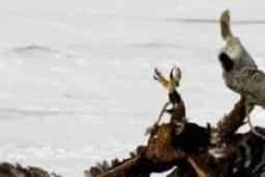哈萨克族的鹰猎是怎样的一种狩猎形式 菊江历史网