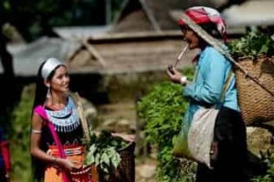 德昂族的文化：万事不离茶，德昂族的茶文化 菊江历史网