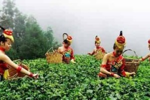 德昂族的茶俗：德昂族用喝茶言情用茶传意 菊江历史网