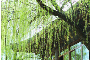 清明节气谚语有哪些，关于清明节气谚语大全 菊江历史网