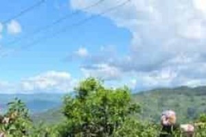 拉祜族是怎样发展农业和狩猎的 菊江历史网