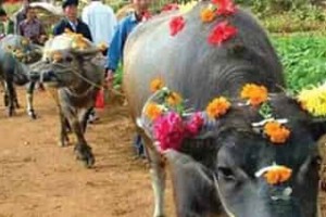 布依族节日，布依族的四月八有什么特点 菊江历史网