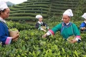 布依族茶文化，布依族的茶文化有什么特点 菊江历史网