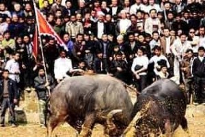 侗族节日，侗族的斗牛节有什么特点 菊江历史网