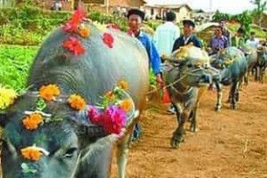 仡佬族节日，仡佬族的牛王节有什么特色 菊江历史网