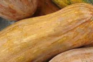 仡佬族民俗，仡佬族的送子之俗是什么习俗 菊江历史网