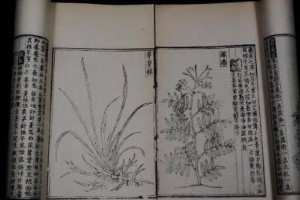 救荒本草是哪个朝代的，出自明代(饥荒时让百姓活命的植物图鉴)_明朝历史 菊江历史网