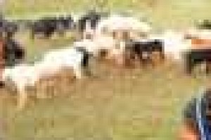 食俗_饮食文化 菊江历史网