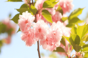 古代的人们，在清明节的时候会不会放假呢，他们有几天假期_民俗文化 菊江历史网