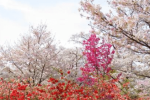 三十六计故事介绍：第二十九计树上开花_民俗文化 菊江历史网