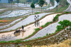 二十四节气中的“芒种”的由来是什么，又会有哪些气候变化呢_民俗文化 菊江历史网