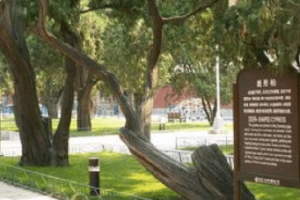 太庙前门的鹿柏是如何来的，为何叫“鹿柏”呢_民俗文化 菊江历史网