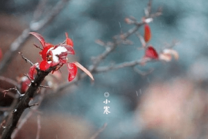 大寒和小寒哪个节气时更冷，小寒时养生有哪些讲究_民俗文化 菊江历史网