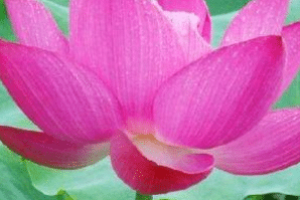 易经的明夷卦六四“获明夷之心”是什么意思，怎么理解_民俗文化 菊江历史网