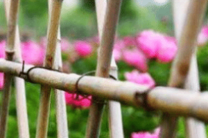 大壮卦“不能退，不能遂，无攸利，艰则吉”是吉是凶_民俗文化 菊江历史网