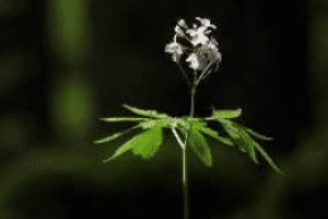 易经的恒卦初六“浚恒，贞凶，无攸利”是什么意思_民俗文化 菊江历史网