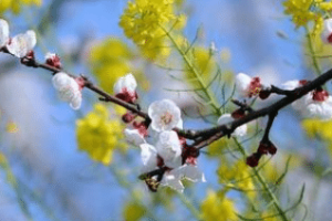 咸卦九三“咸其股，执其随，往吝”说的是什么道理_民俗文化 菊江历史网