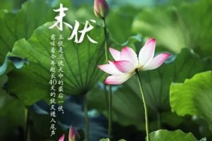 “三伏天”是如何规定的，“末伏”应该如何养生_民俗文化 菊江历史网