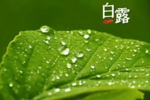 白露：秋季的第三个节气，此时一年中昼夜温差最大_民俗文化 菊江历史网