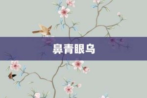 鼻青眼乌【鼻青眼乌的意思】- 成语大全