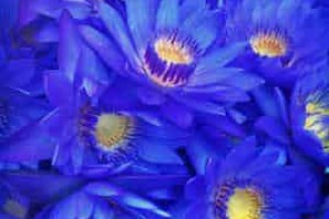 蓝莲花【晋江专栏作家】 – 人物百科