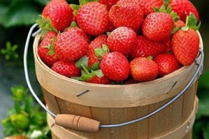 吃草莓梨子益养生_饮食文化 菊江历史网