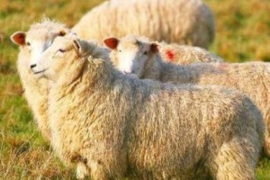 宋朝皇宫一年能吃掉多少斤羊肉？_宋朝历史 菊江历史网