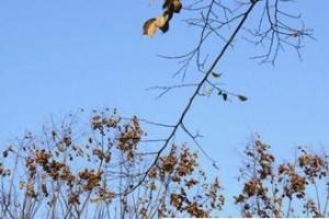 专家提醒 夏季吃烧烤小心吃出布鲁氏菌病_饮食文化 菊江历史网