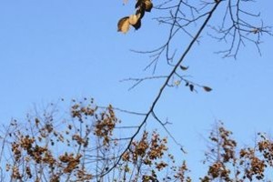 七种水果在秋天的食用禁忌_饮食文化 菊江历史网