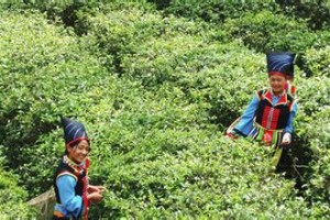 布朗族历史 “沧江怒水”之间的布朗族_民俗文化 菊江历史网