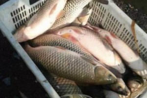 刘伯温去世前送给朱元璋一筐鱼，17年后他才明白寓意_稗官野史 菊江历史网