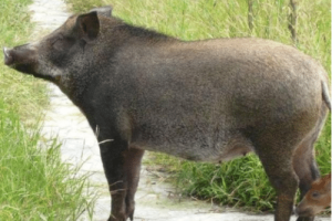 古代一个小国因养猪而兴盛，流传下一个奇怪的典故！_乡村野史 菊江历史网
