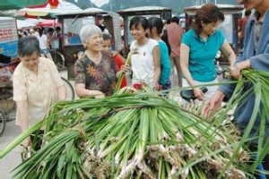 壮族文化 壮族医药文化是怎样发展的_民俗文化 菊江历史网