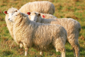 宋朝人有多爱吃羊？皇宫一天就能吃350只羊_稗官野史 菊江历史网