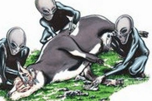 美国屠牛事件是怎么回事？“屠牛事件”真的是外星人所为？_稗官野史 菊江历史网