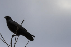 乌鸦为什么不被人们待见？关于乌鸦的故事和传说！_乡村野史 菊江历史网