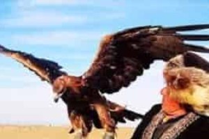 哈萨克族人是怎样驯鹰的，哈萨克族驯鹰术 菊江历史网